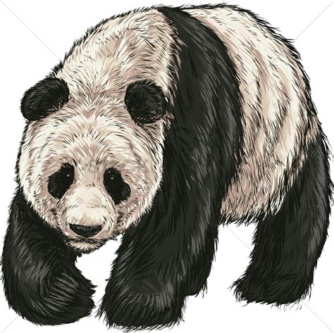 Panda Bear Vector Image 2021314 Stockunlimited