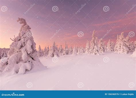 Beautiful Winter Landscape Trees Covered With Snow Stock Photo