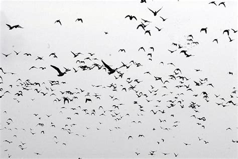 Online Crop Hd Wallpaper Birds Bokeh Flock Sky Wallpaper Flare