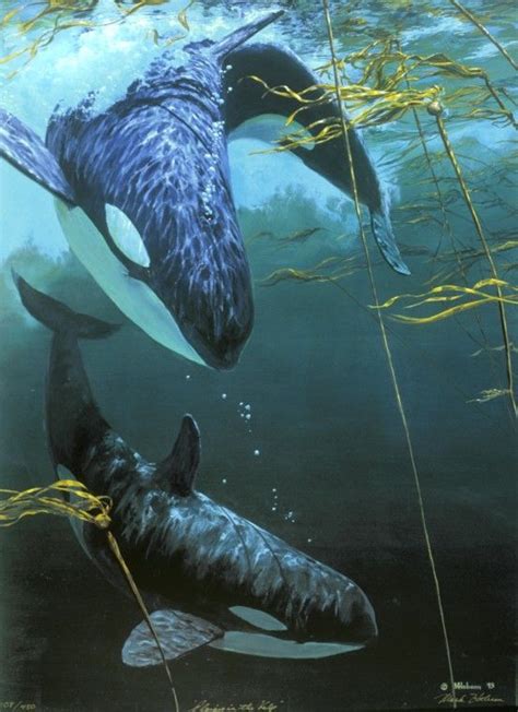 Orca Whales Playing In The Kelp Paper Prints Limited And Open