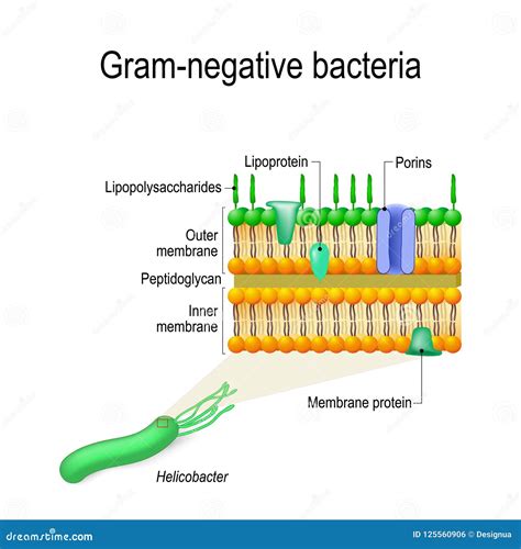 Gram Negative Bacteria Shapes Palukraine