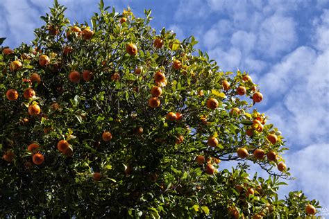 Les Oranges De Bormes Les Mimosas En Janvier Photo Et Image