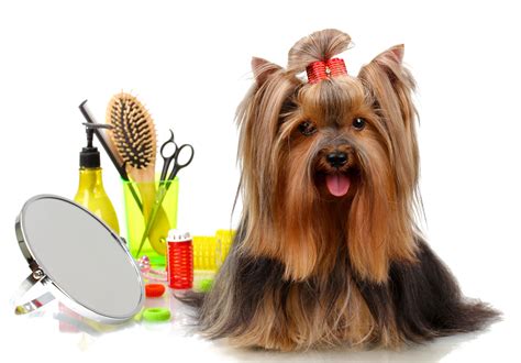 Xiaomi pawbby pets hair trimmer dog cat pet grooming electrical hair clippers usb rechargable shaver. Specialty Pet Store In Wellesley Ontario - The Town Barker