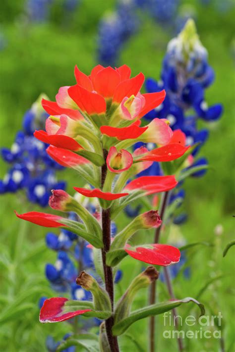 Indian Paintbrush Wildflowers Vertical Photograph By Bee Creek