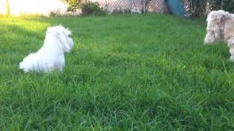 Cici 1 Year Old Maltipoo 10 6 13 Youtube