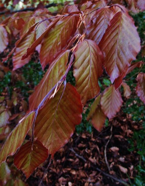 Copper Beech Leaves Photograph By Cl Redding Fine Art America