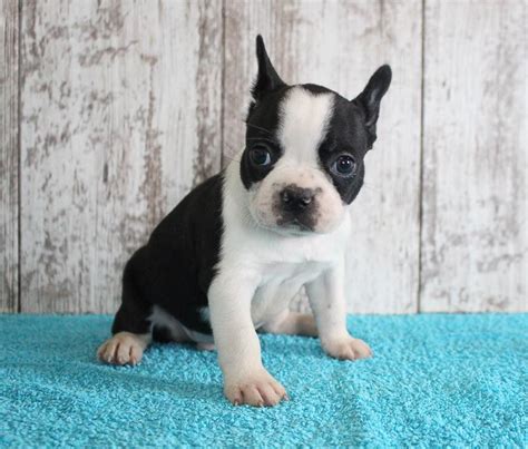 French bulldogs are a stubborn breed and that initial learning phase can be a challenge. French Bulldog Puppies For Sale Near Me Now