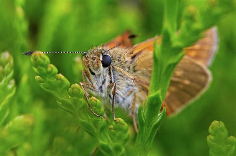 Insects Incredible Close Ups Photograph By Siro Moya Vwpics