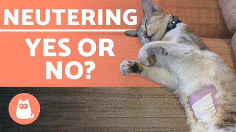 What To Expect After Neutering Cat
