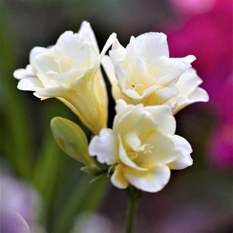 Fragrant Double Freesia Bulbs For Sale Online Double Mix Easy To