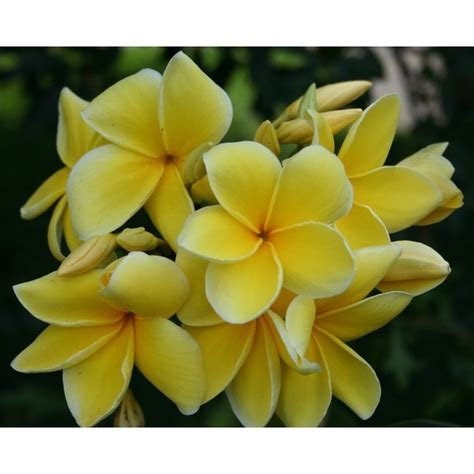 Hawaiian Yellow Plumeria Cuttings 2 Pack Overstock Shopping Big