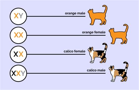 Are All Orange Cats Male And All Calico Cats Female