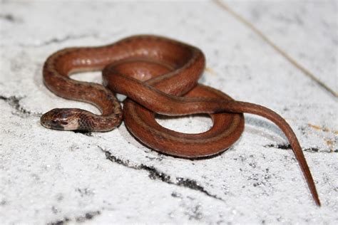 Florida Brownsnake Florida Snake Id Guide