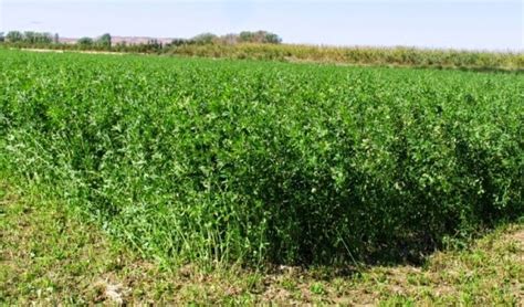 El Cultivo De Alfalfa Como Opción Productiva