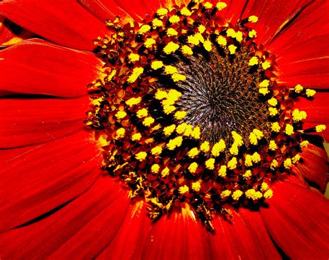 Red Sunflower Wallpapers Top Free Red Sunflower Backgrounds