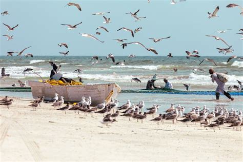 Fishermen Catching Sardines From Salalah Beach A Big Net Full Of