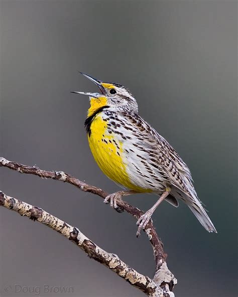 New Mexico Birds Among The Grasses Western Meadowlark