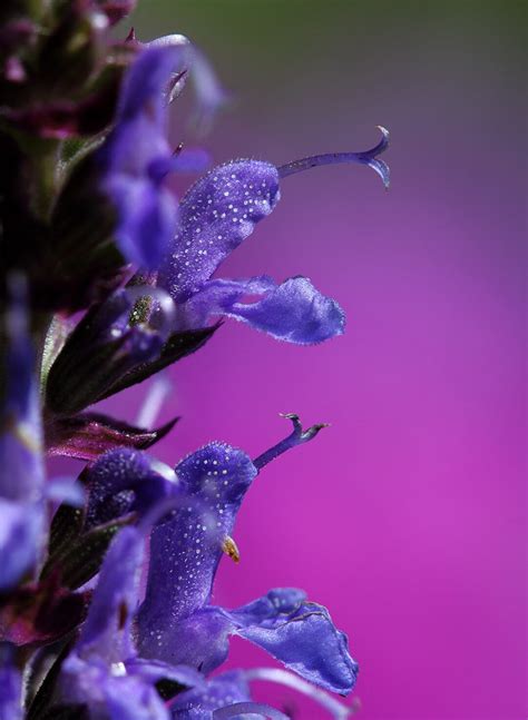 Salvia Horminum Blue Monday Seed Etsy
