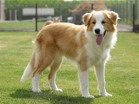 If you are looking to adopt or buy a frenchy take a look here! Border Collie Australian Shepherd Mix For Sale Georgia