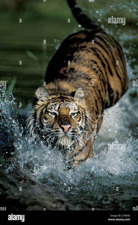 Tiger Jump Leap Water Hi Res Stock Photography And Images Alamy