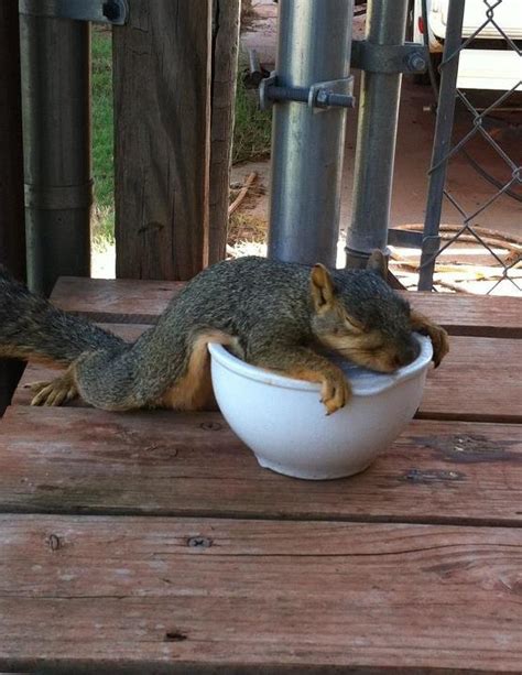 Its So Hot In Oklahoma That This Squirrel Melted Grist