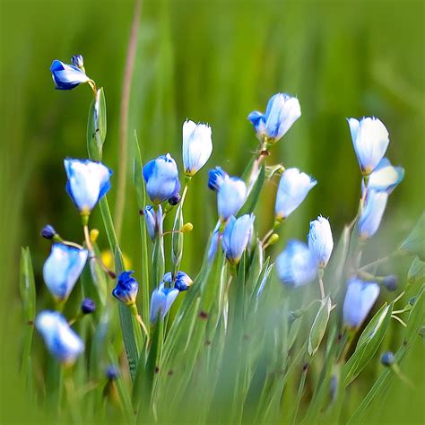 Tiny Blue Wildflowers Donna Boykin Flickr