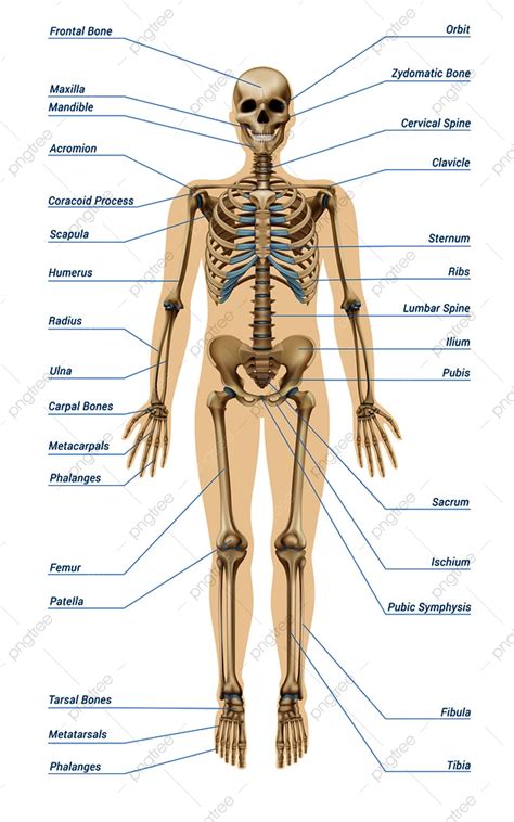 Sistem Kerangka Manusia Dengan Huruf Infografis Tulang Dengan Latar Hot Sex Picture