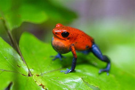 Strawberry Poison Frog Care Sheet Reptiles Cove