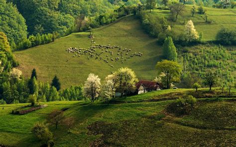 Sheep On Green Hill Wallpaper Nature Wallpapers 46862