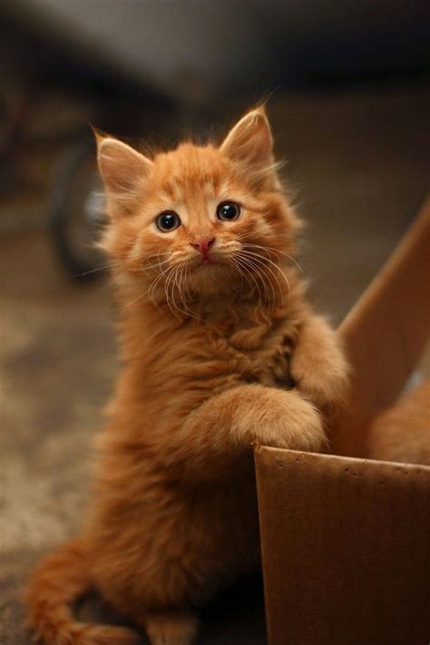 Fluffy Orange Kitten For Sale Maine Coon Kittens For Sale Near Me