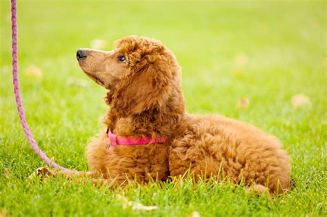A List Of Dog Breeds That Are Good With Kids Know Whos The Best