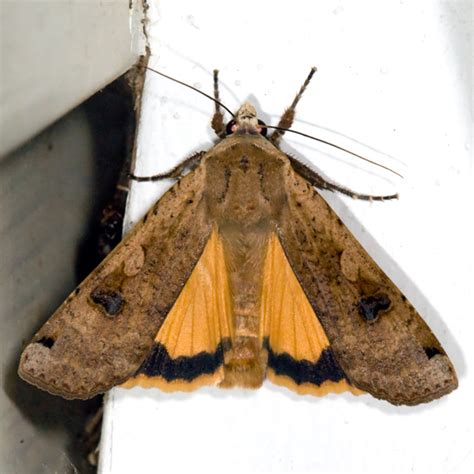 Large Yellow Underwing Moth Noctua Pronuba Bugguidenet