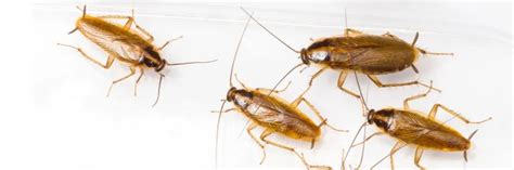 Is One Roach The Sign Of An Infestation Solutions Pest And Lawn Solutions Pest And Lawn