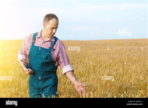 Farmer Inspecting Wheat Field Stock Photo Alamy