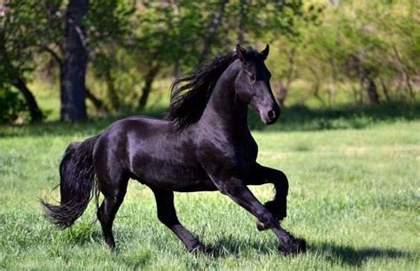 Top 15 Most Beautiful Horse Breeds Petpress Horses Ho