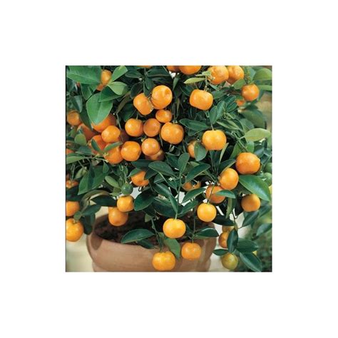 Apr 06, 2006 · calamondin, citrus mitis famille :rutacées il porte des fleurs blanches d'un parfum inégalé. Citrus Mitis (Calamondin, oranger nain) - enGraineToi.com