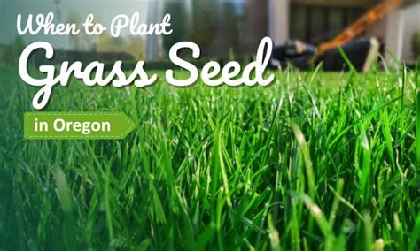 When To Plant Grass Seed In Oregon Best Time
