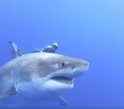Költési Ujjatlan Kesztyű Dühös Largest Great White Shark Ever Recorded History Amazon Nyárs Az