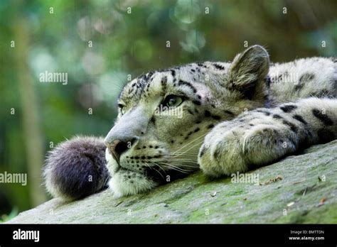 Snow Leopard Bronx Zoo Stock Photo Alamy