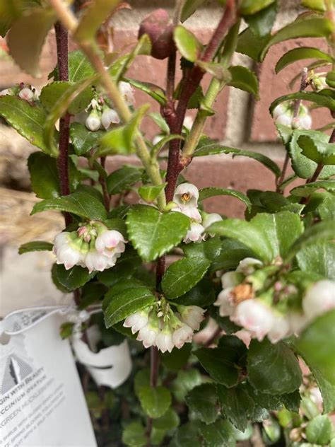 Evergreen Huckleberry Vaccinium Ovatum