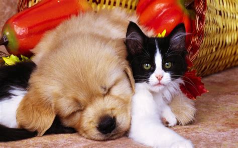 Download Cat And Dog Wallpapers Download Free Gallery