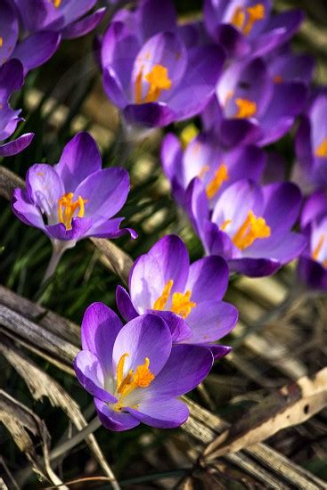 Small Purple Flowers With Yellow Centers By Kasey Baker Photo Stock