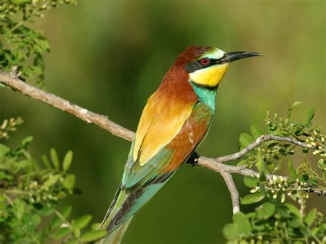 Започва Пролет на живо най масовото наблюдение на птици в Европа