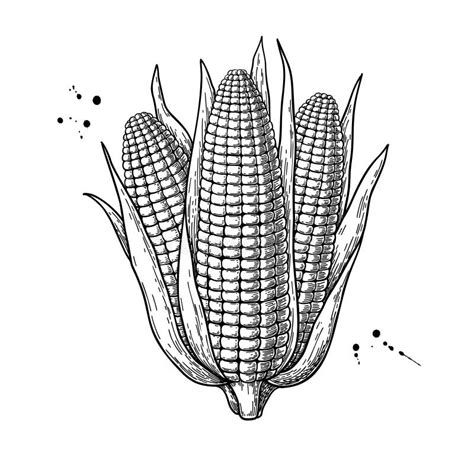Corn Bunch Hand Drawn Vector Illustration Isolated Maize Sketch