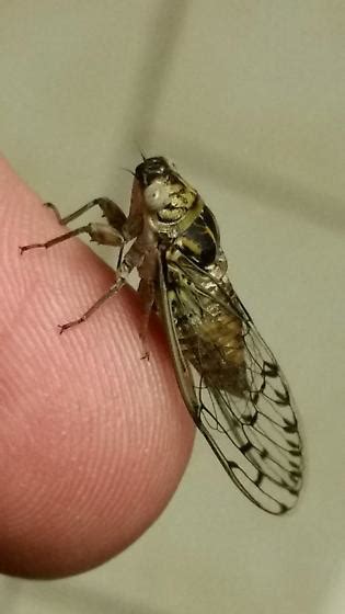 Tiny Tiny Cicada Pacarina Puella Bugguidenet