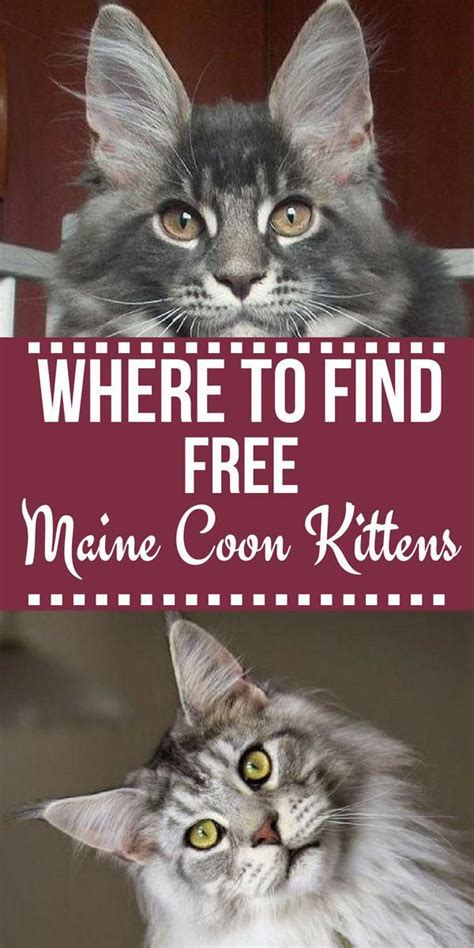 Navigate to the first search result item. Maine Coon Kittens For Sale Near Me Craigslist