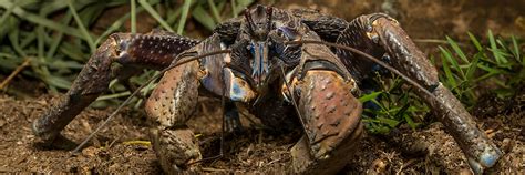 Coconut Crab San Diego Zoo Wildlife Explorers