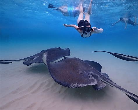 the cayman islands most innovative tours stingray city cayman