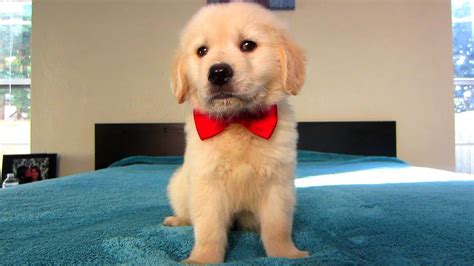 Coopers First Valentines Day Golden Retriever Puppy Youtube
