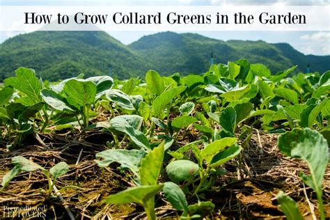 How To Grow Collard Greens In The Garden Premeditated Leftovers